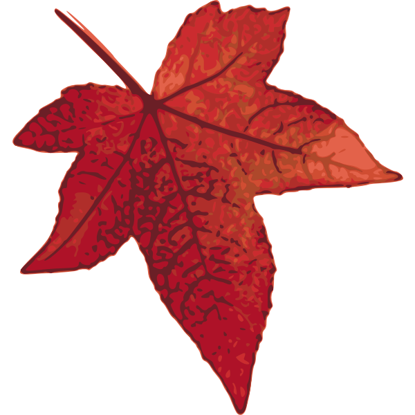 Red maple leaf vector image