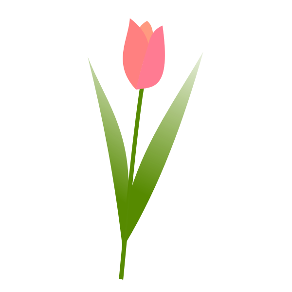 Tulip