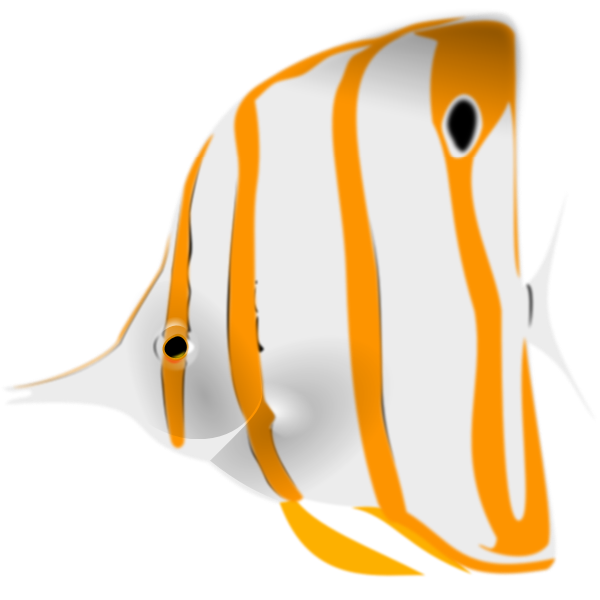 Butterfly fish