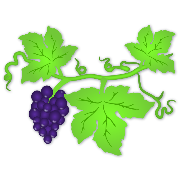 Vector illustration of ripe grapes