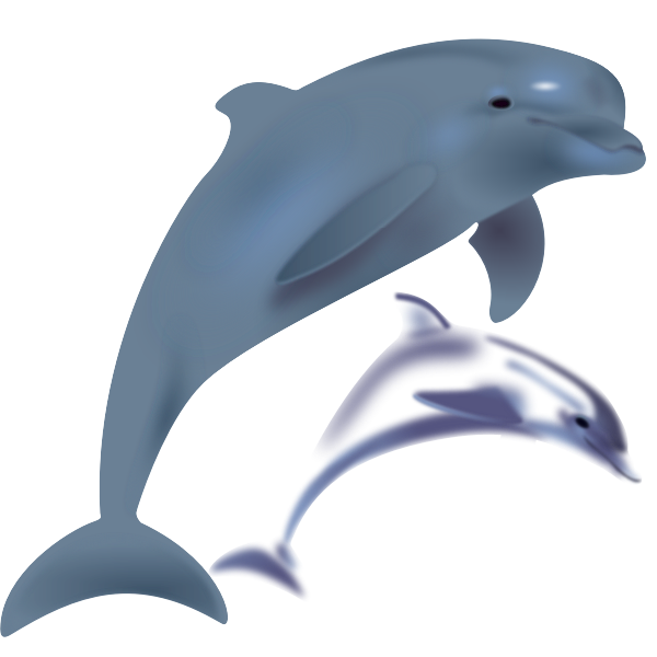 Two dolphins