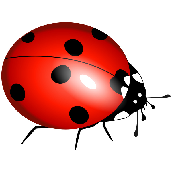 ladybug, ladybirds, boruÃ…Â¾Ã„â€”