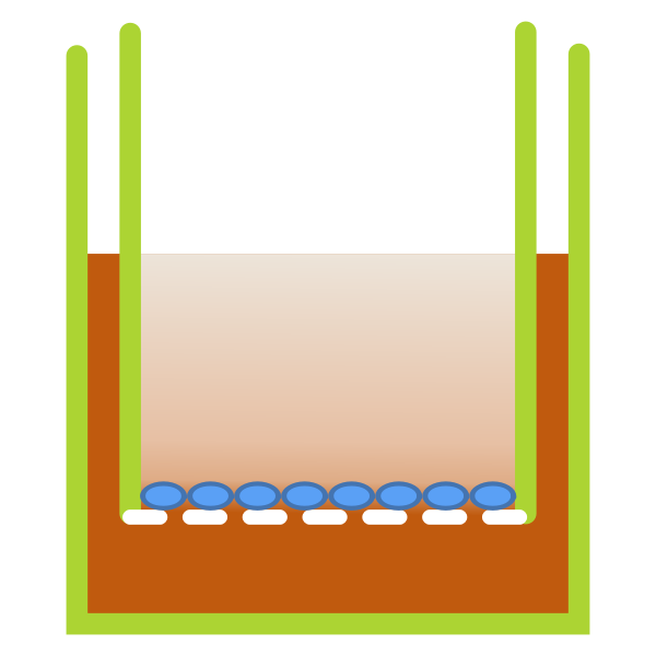 Transwell