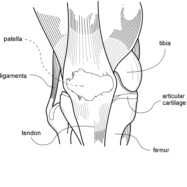 Vector drawing of knee diagram