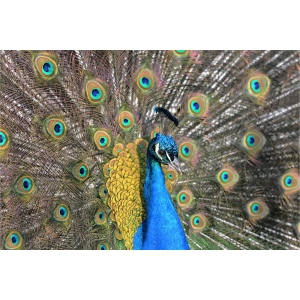 Drawing of peacock with a huge tail spread out behind it