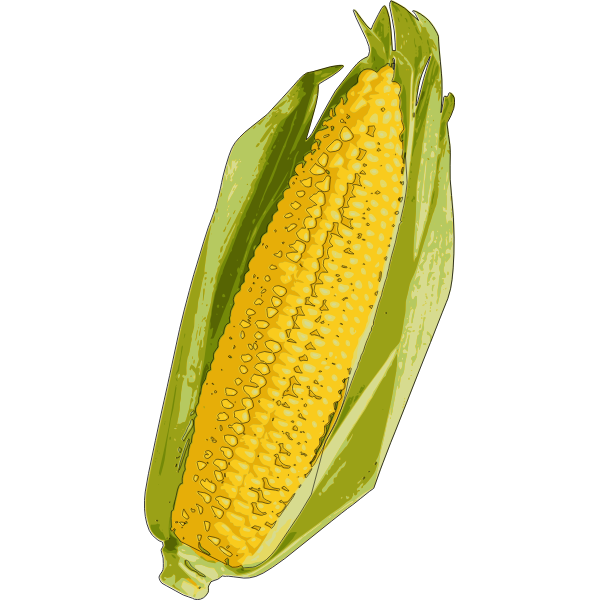 Corn cob image