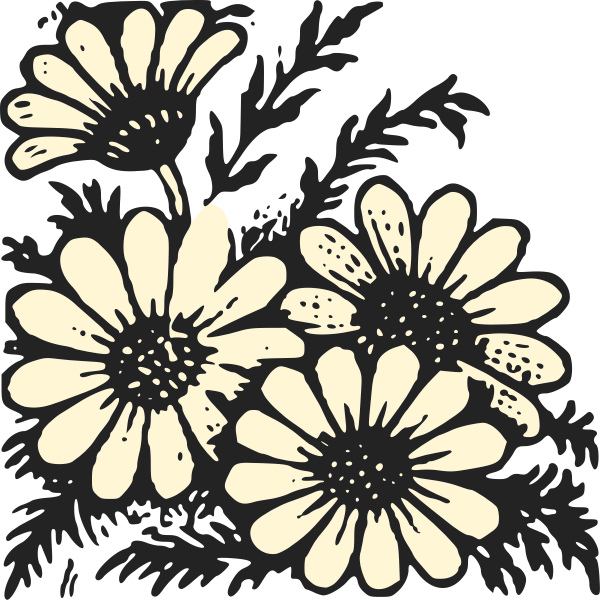 daisies