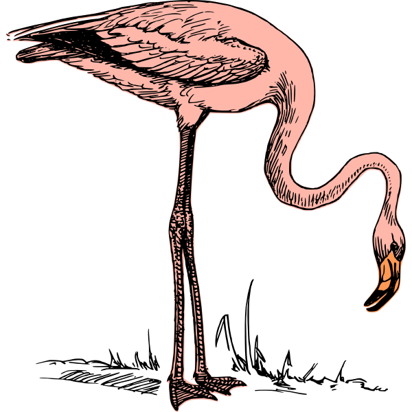 flamingo