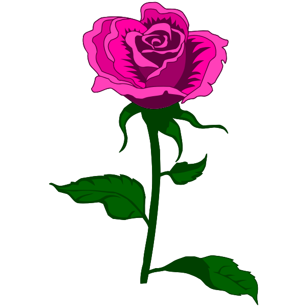 Rose 27 (colour 3)