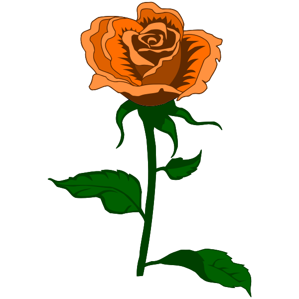 Rose 27 (colour 4)