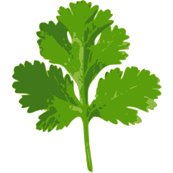 Coriander Leav