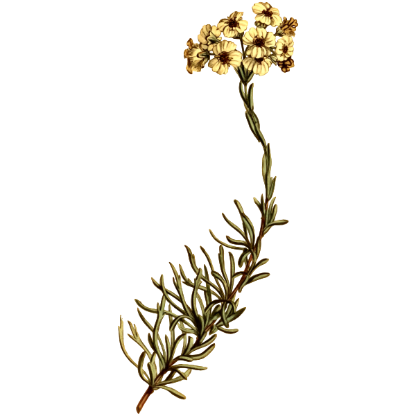 Cluster-leaved eriocephalus flower plant