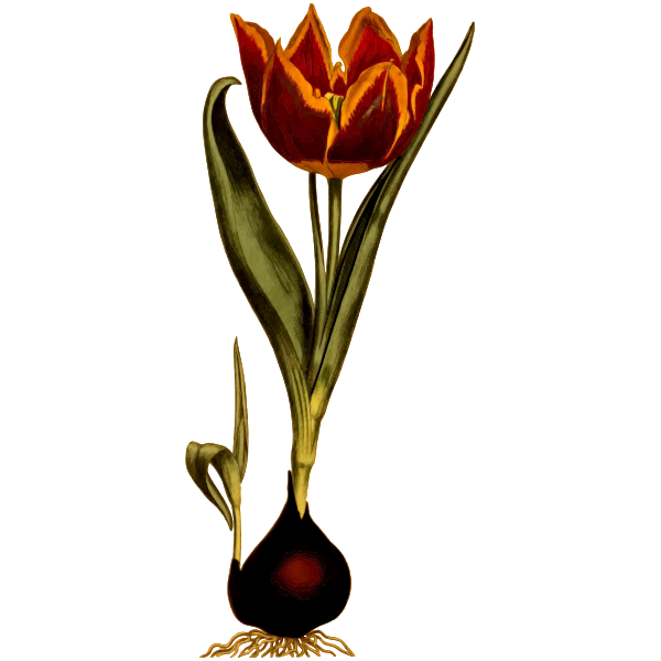 Early dwarf tulip