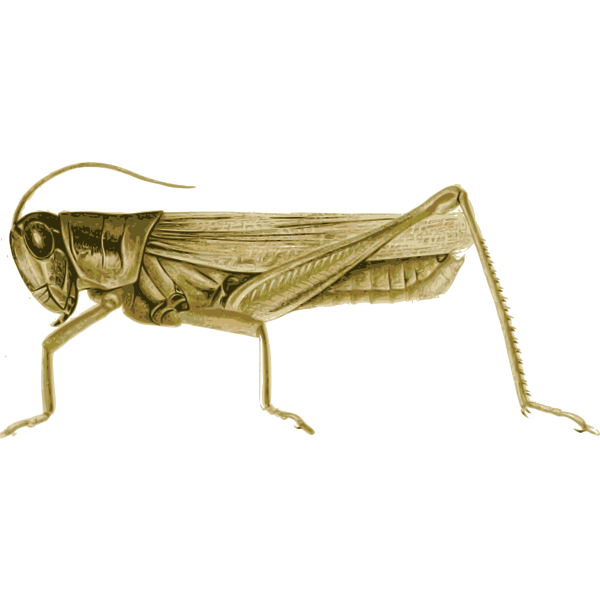 Grasshopper 1