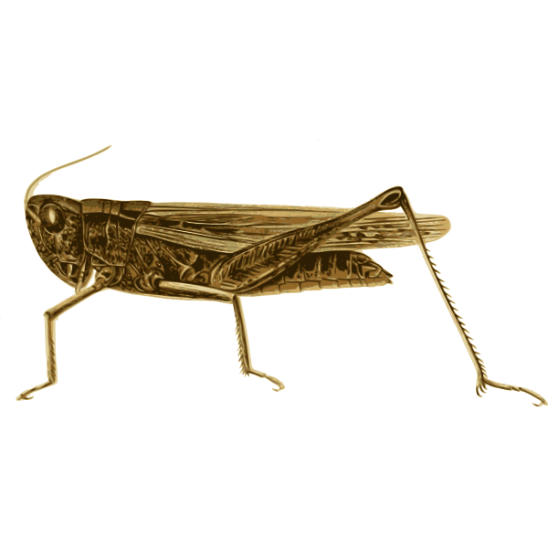 Grasshopper 2