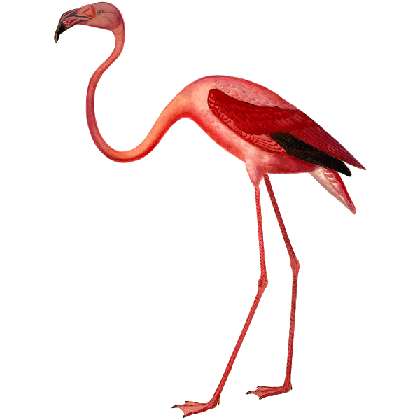 American flamingo