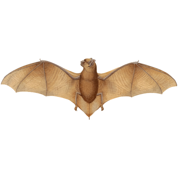 Big brown bat