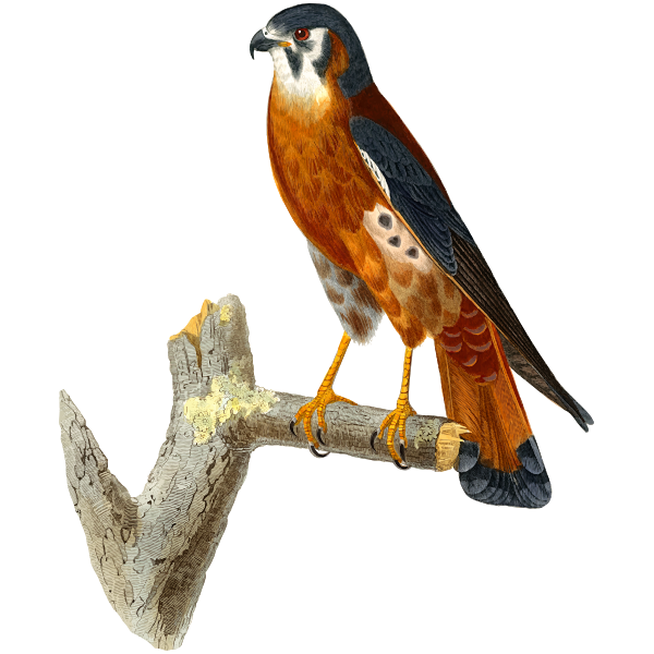 American Kestrel