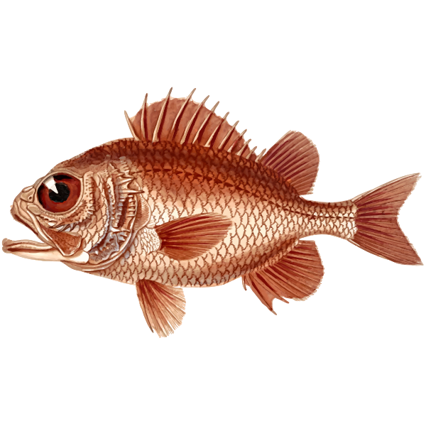 Cardinal soldierfish