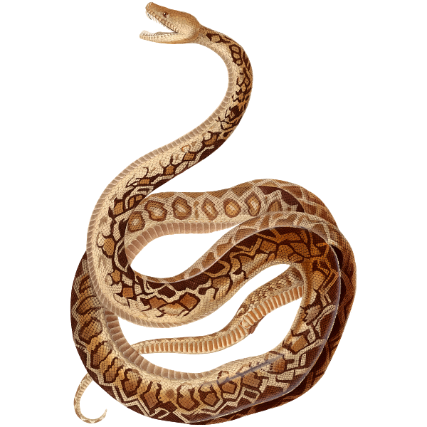 Cuban boa