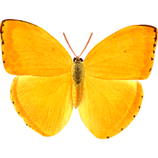 Orange giant butterfly