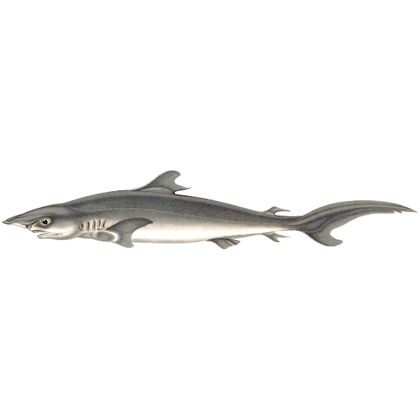 Silky shark