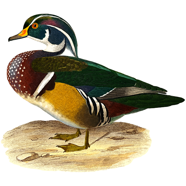 Wood duck