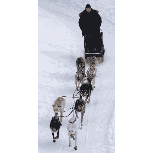 Sled dogs