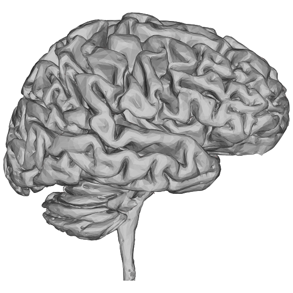 Brain 3D Profile