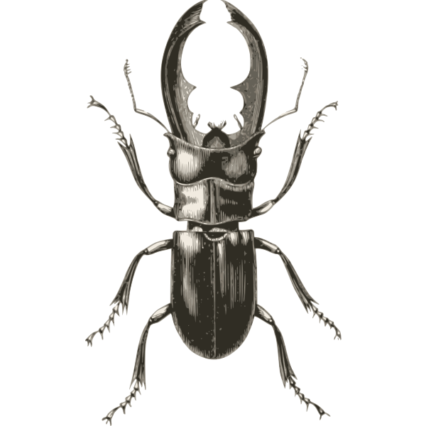 Stag Beetle