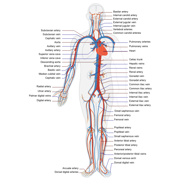 Circulatory human system