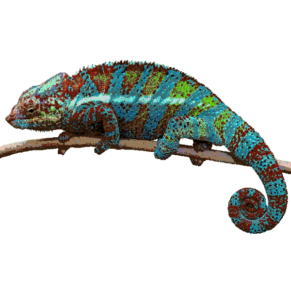 chameleon