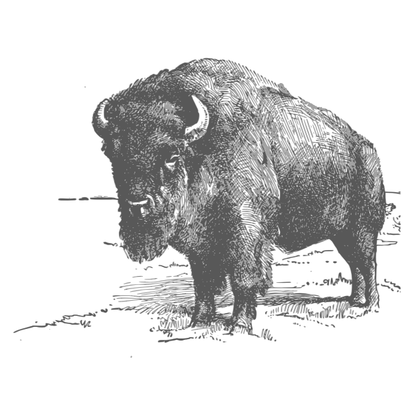 Bison