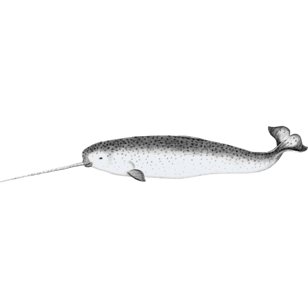 Narwhal