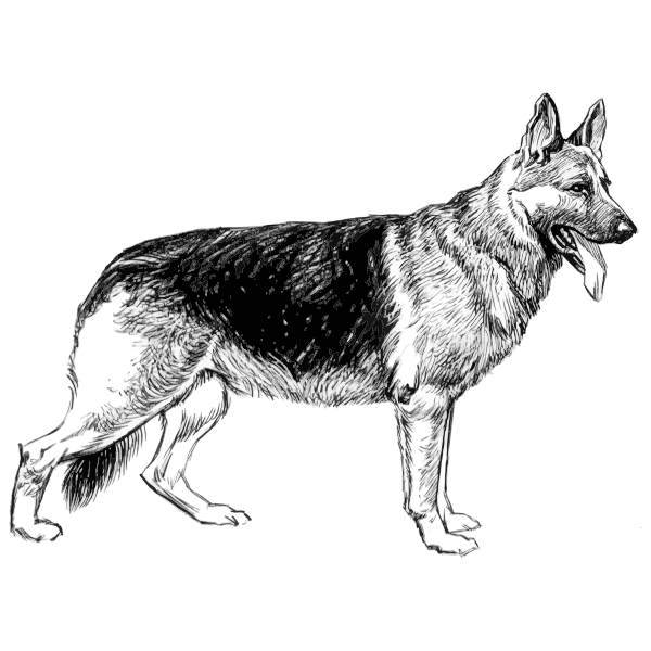 German Shepherd Sketch