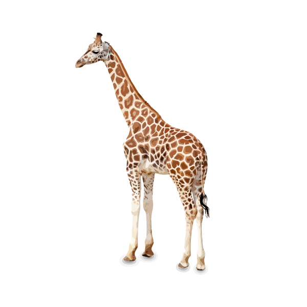 giraffe girafe girraffe