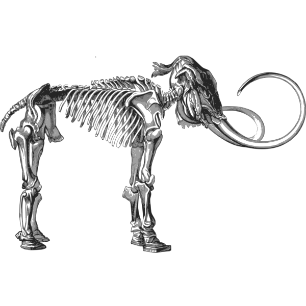 Mammoth Skeleton