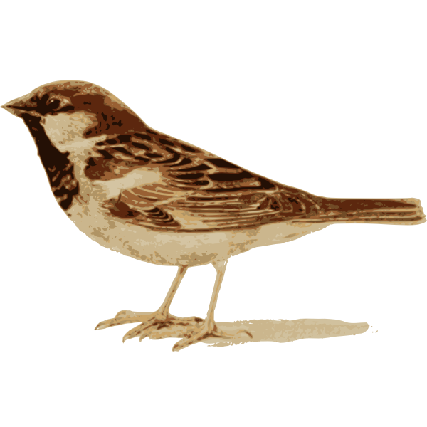 Sparrow