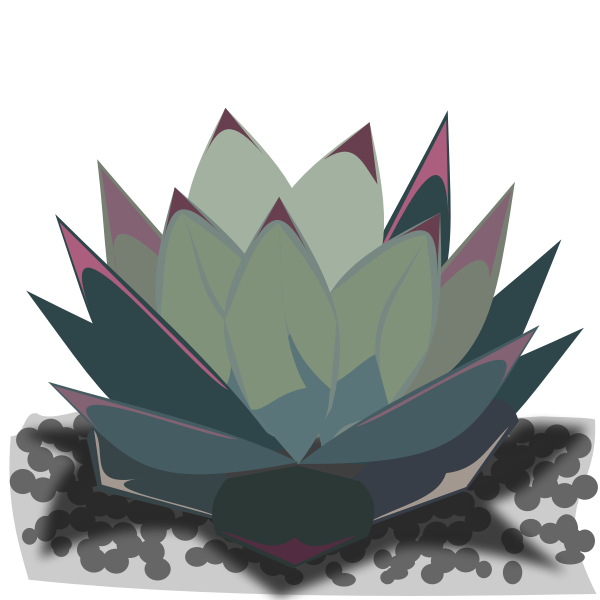 Agave-1585576500