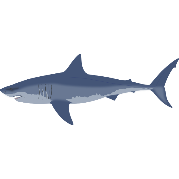 Great white shark