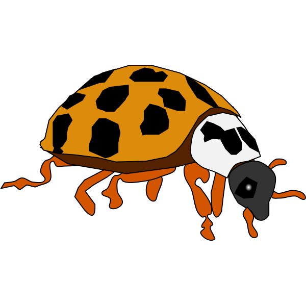 Spotted Beetle