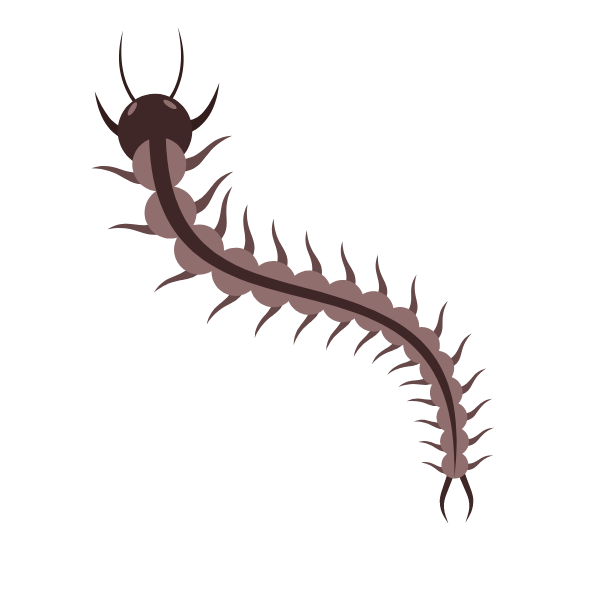 Centipede insect