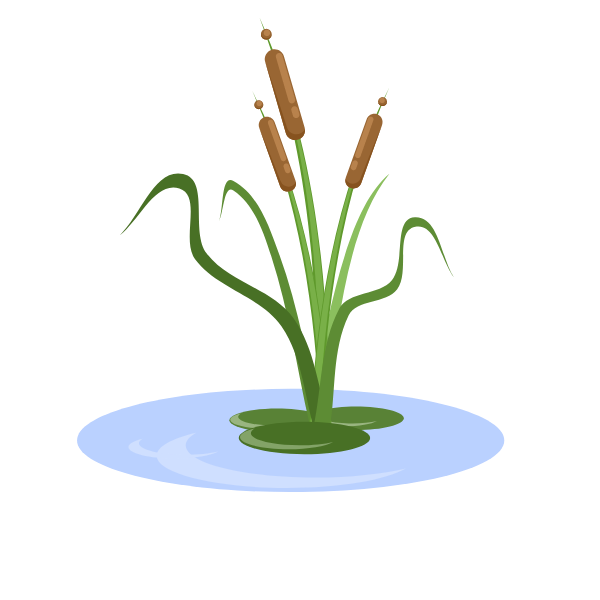 Plant bulrush in water