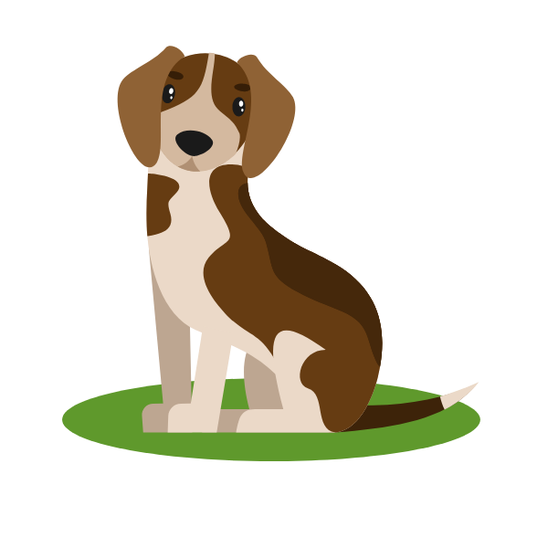 Beagle dog breed