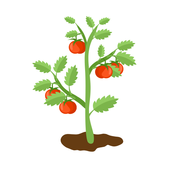 Tomato plant-1688294127