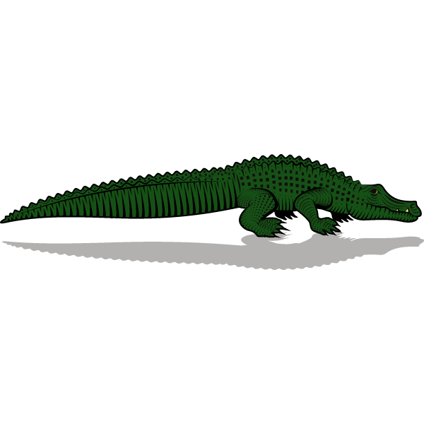 Crocodile (more detailed version)