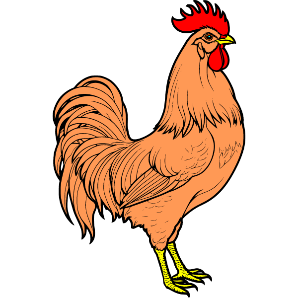 Cock 2