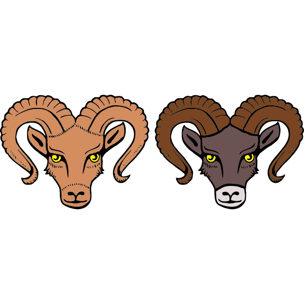 European mouflon