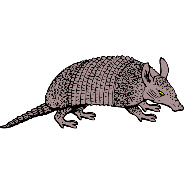 Busy armadillo