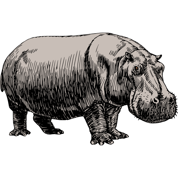 Hippopotamus 2